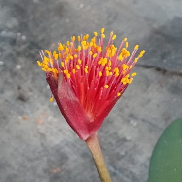 Haemanthus AlCo 'Zaira'