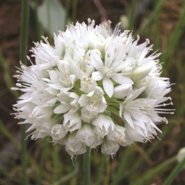 Allium amplectens 'Graceful Beauty'
