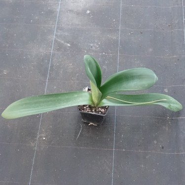 Haemanthus AlCo 'Chloe'