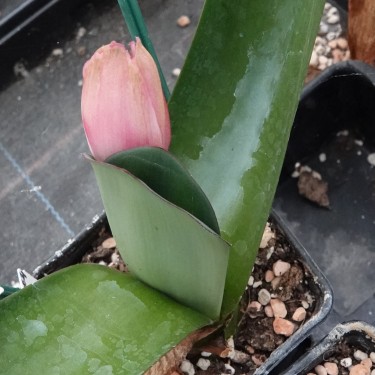 Haemanthus AlCo 'Chloe'