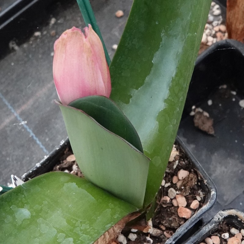 Haemanthus AlCo 'Chloe'