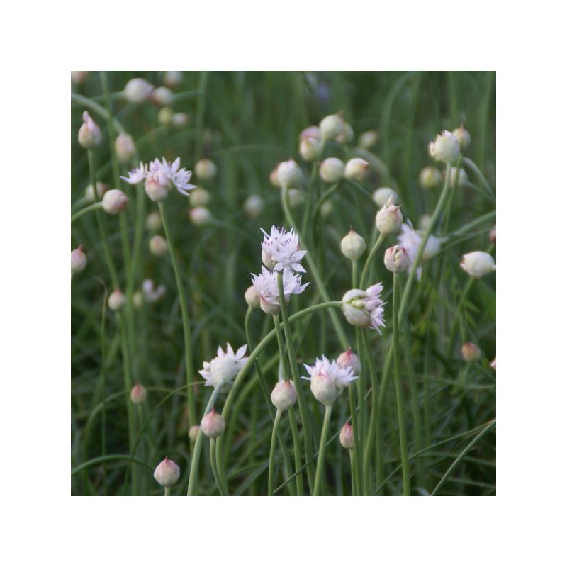 Allium amplectens 'Graceful Beauty'