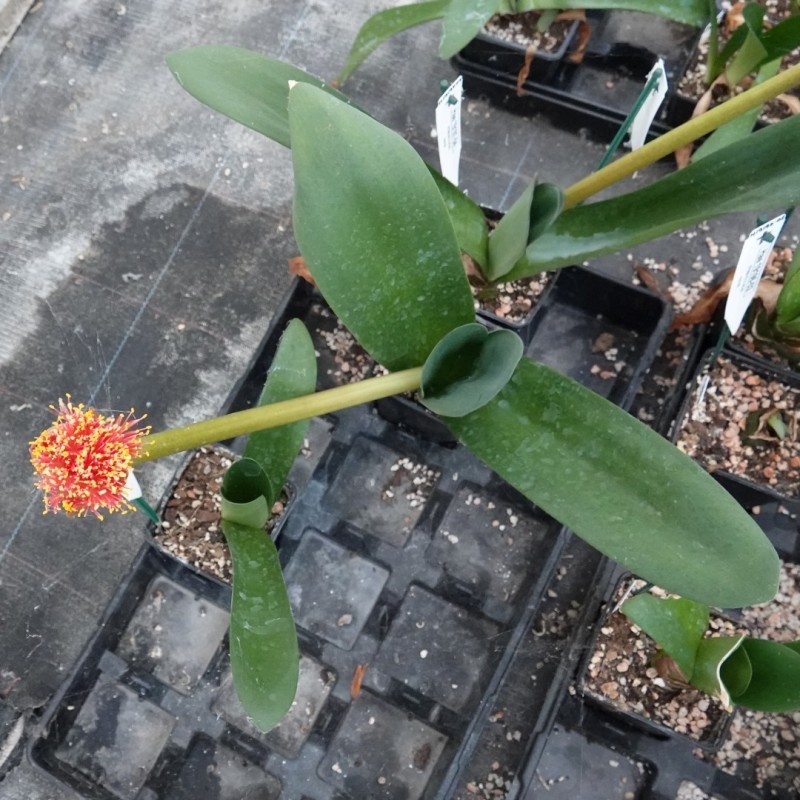 Haemanthus AlCo 'Bonita'