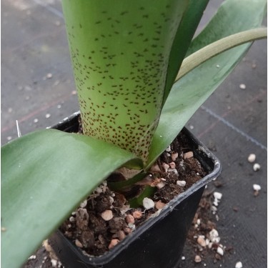 Haemanthus AlCo 'Bonita'