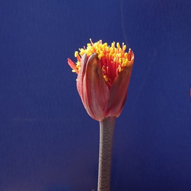 Haemanthus coccineus -pot 9 cm-