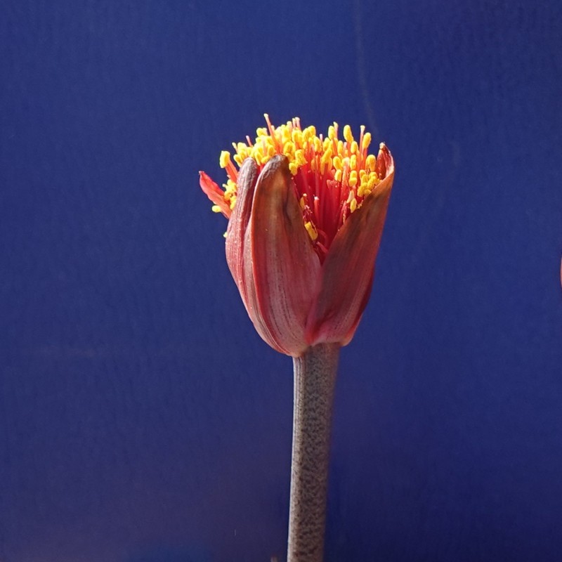 Haemanthus coccineus -pot 9 cm-