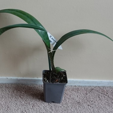 Haemanthus coccineus -pot 9 cm-