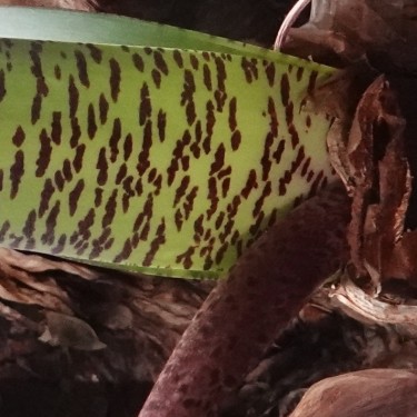 Haemanthus coccineus -pot 9 cm-