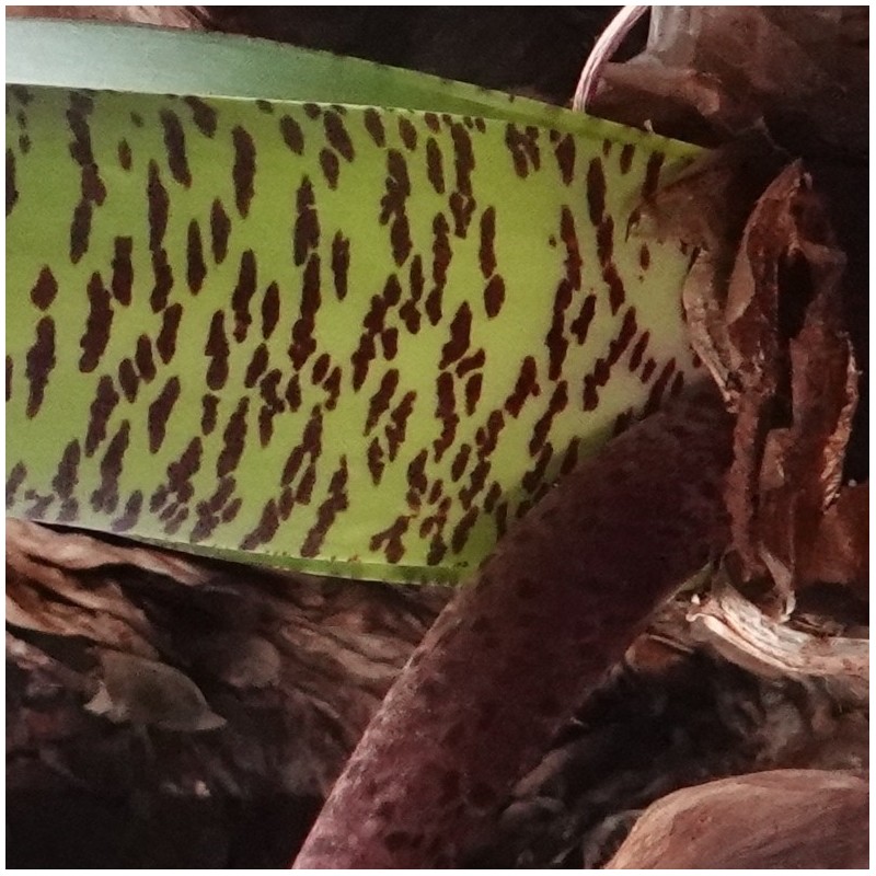 Haemanthus coccineus -pot 9 cm-