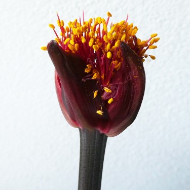 Haemanthus coccineus -pot 17 cm-