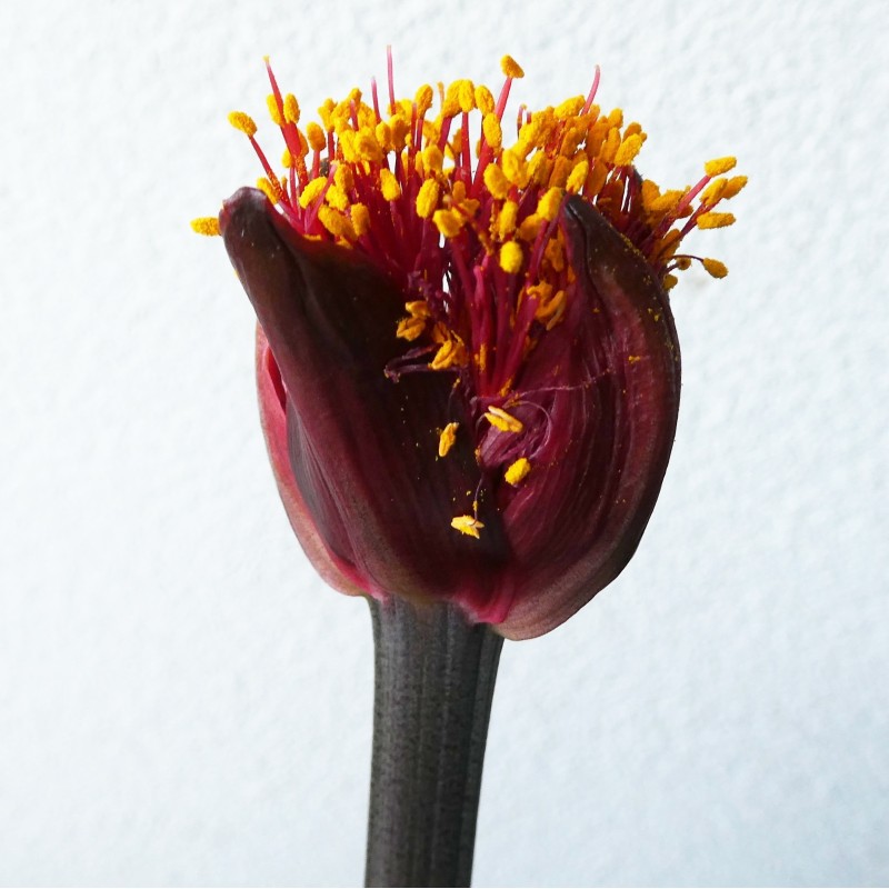 Haemanthus coccineus -pot 17 cm-