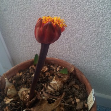 Haemanthus coccineus -pot 17 cm-