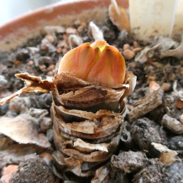 Haemanthus coccineus -pot 17 cm-