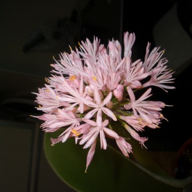 Haemanthus humilis 'Giant'