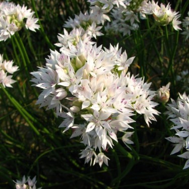 Allium amplectens 'Graceful Beauty'