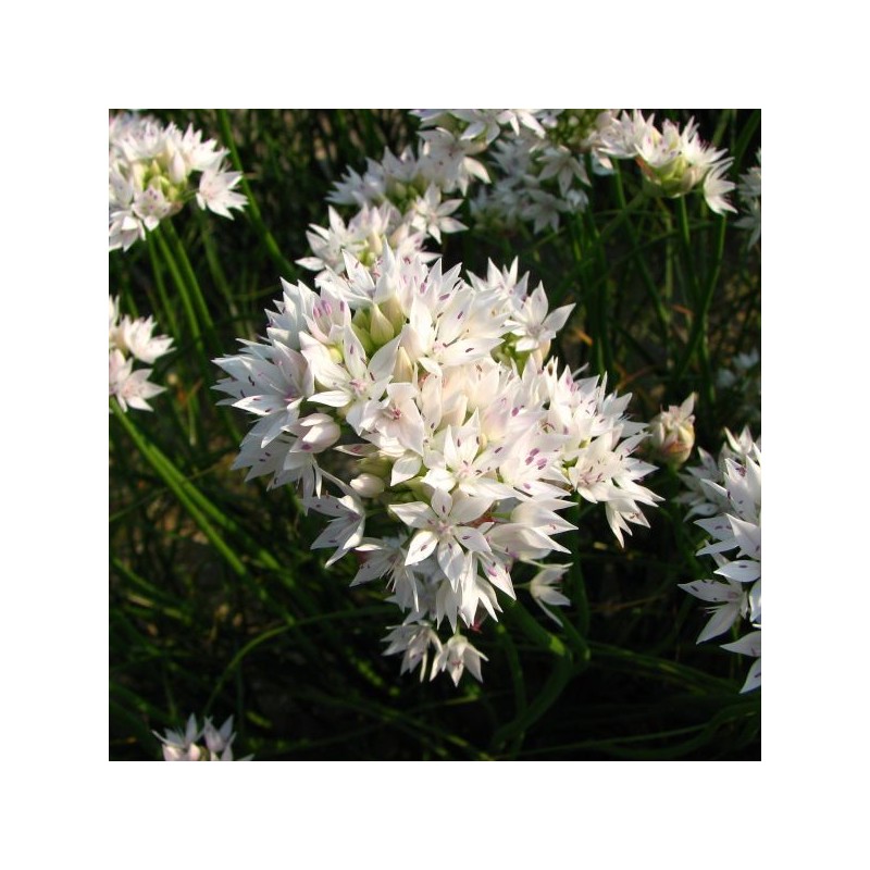 Allium amplectens 'Graceful Beauty'