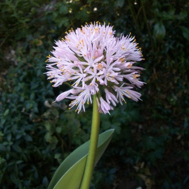 Haemanthus humilis 'Giant'