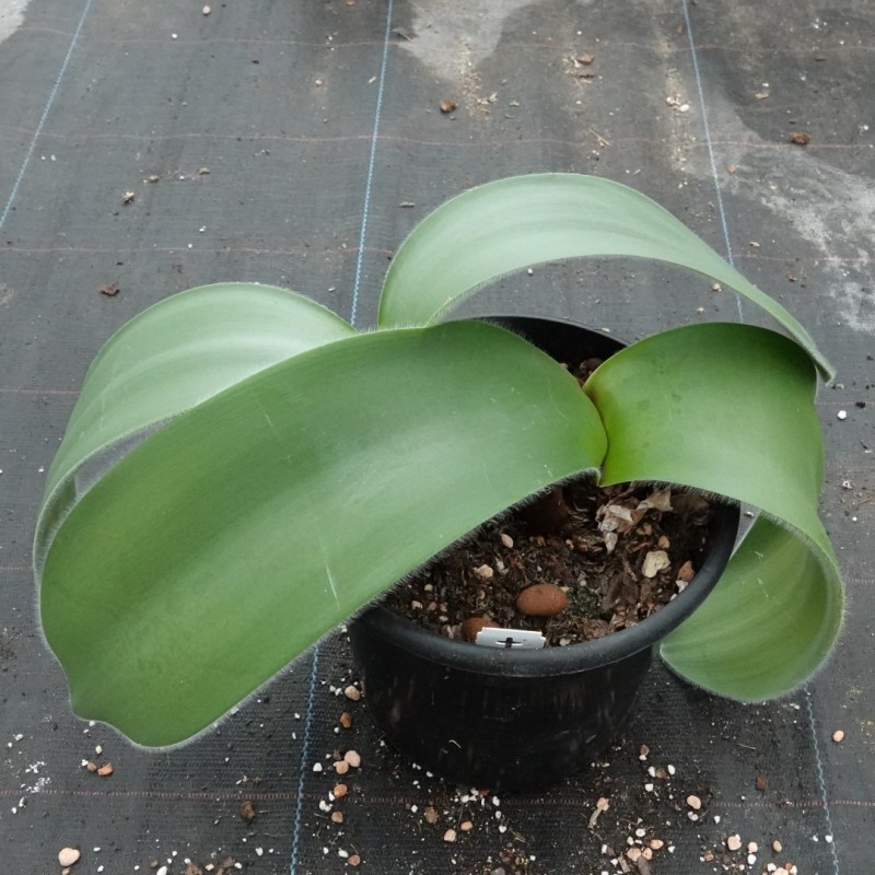 Haemanthus humilis 'Giant'