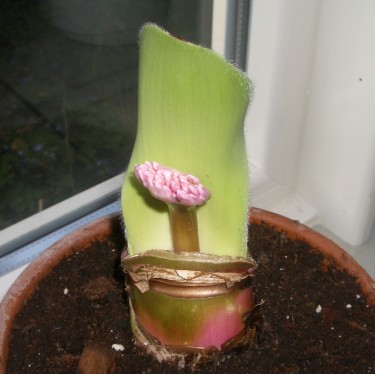 Haemanthus humilis 'Giant'