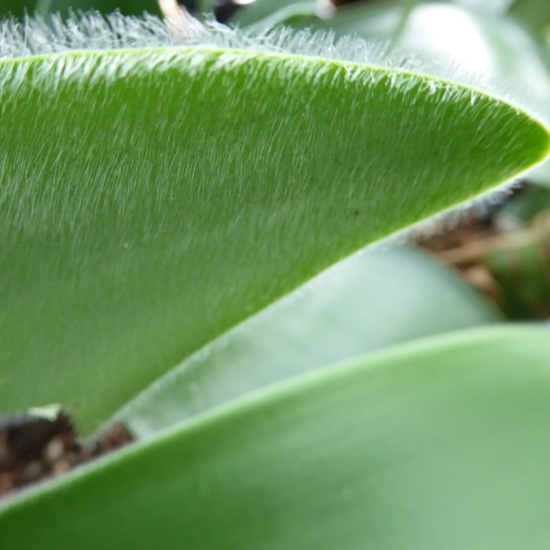 Haemanthus humilis 'Giant'