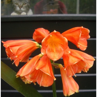 Clivia -interspecifieke kruising- '4Tissimo'