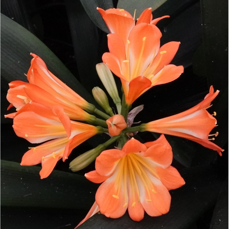 Clivia -interspecifieke kruising 04025-36-