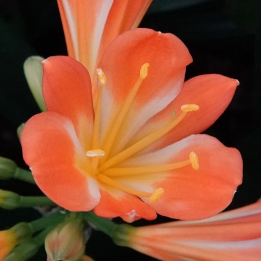 Clivia -interspecifieke kruising 04025-36-