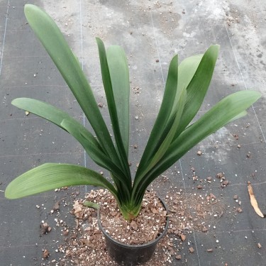 Clivia -interspecifieke kruising 04025-36-