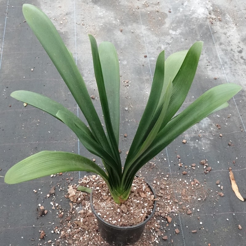 Clivia -interspecifieke kruising 04025-36-