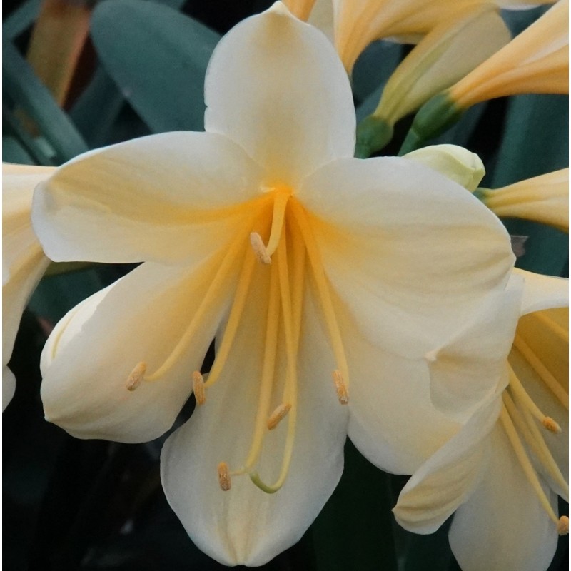 Clivia miniata -07012-22-