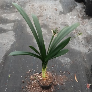Clivia miniata -07012-22-