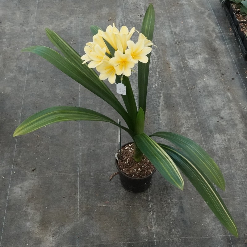 Clivia miniata -variegated 08013-06-