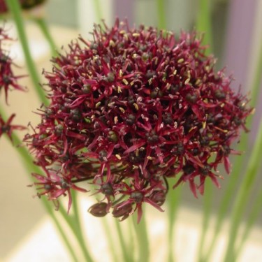 Allium atropurpureum