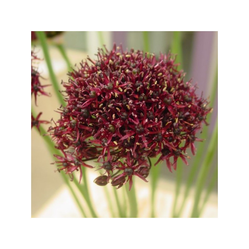 Allium atropurpureum