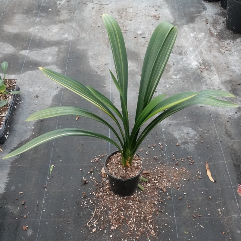 Clivia miniata -variegated 08013-06-