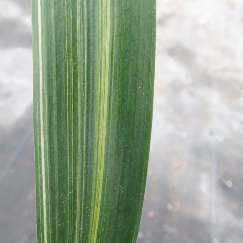 Clivia miniata -variegated 08013-06-