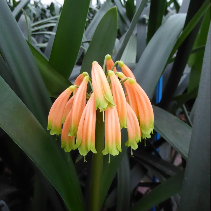 Clivia -interspecifieke kruising 08051-01-