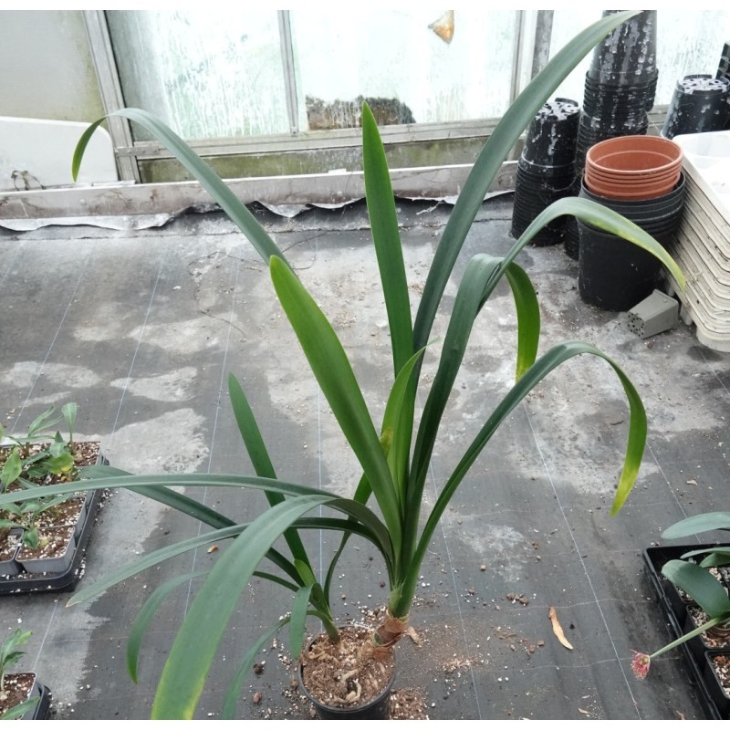 Clivia -interspecifieke kruising 08051-01-