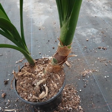 Clivia -interspecifieke kruising 08051-01-