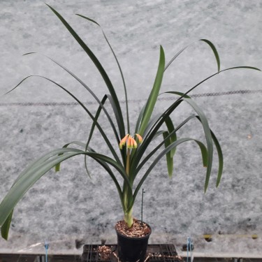 Clivia -interspecifieke kruising 08051-01-