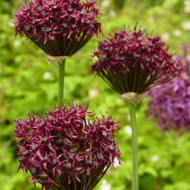Allium atropurpureum