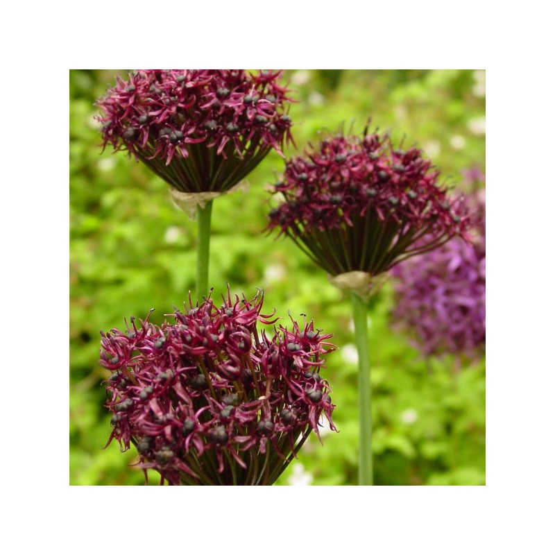 Allium atropurpureum