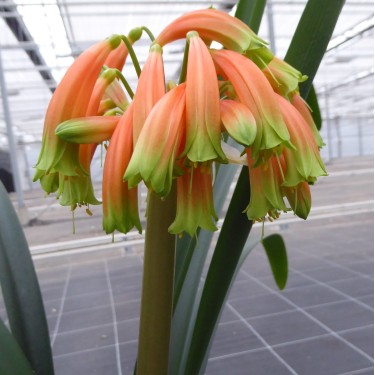 Clivia -interspecifieke kruising 08051-02-