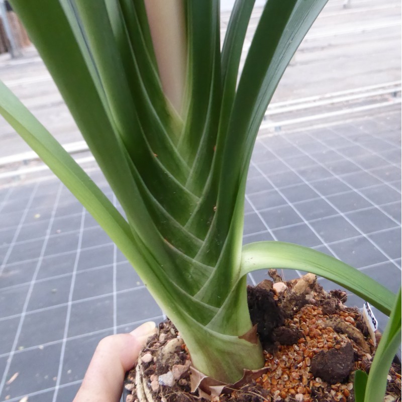 Clivia -interspecifieke kruising 08051-02-