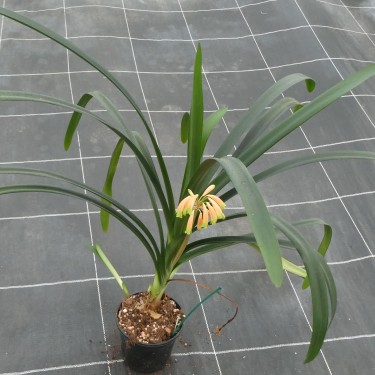 Clivia -interspecifieke kruising 08051-02-
