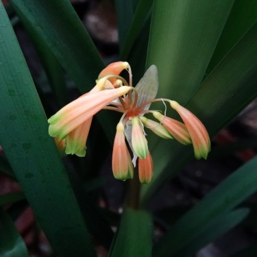 Clivia -interspecifieke kruising 08051-03-