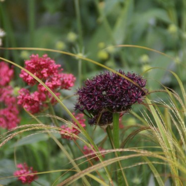 Allium atropurpureum