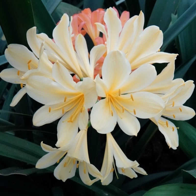 Clivia -interspecifieke kruising 10009-02-