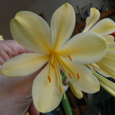 Clivia -interspecifieke kruising 10009-02-