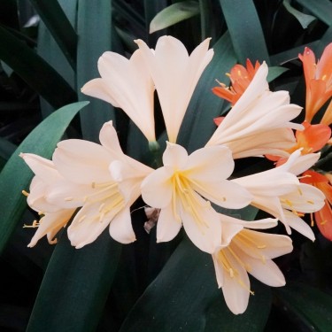 Clivia -interspecifieke kruising 10009-63-